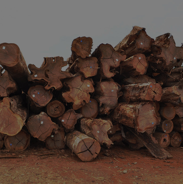 Madeireira em Juruena